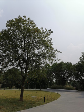 公园绿化树木