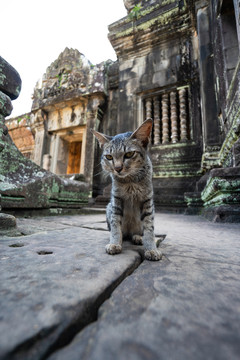 柬埔寨班提色玛寺的猫