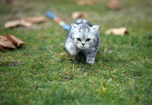 一只宠物猫的户外生活写真