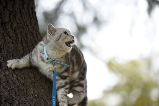 一只宠物猫的户外生活写真
