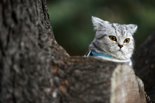 一只宠物猫的户外生活写真