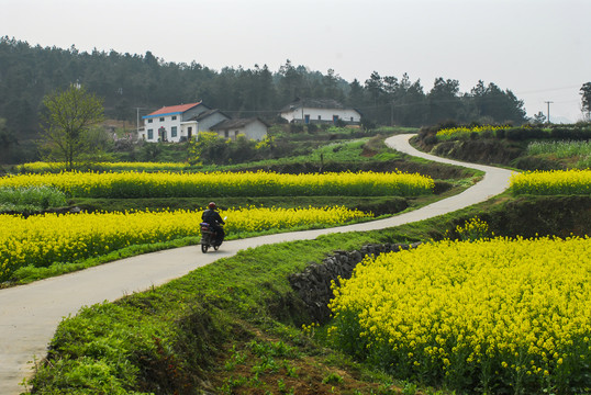 道路