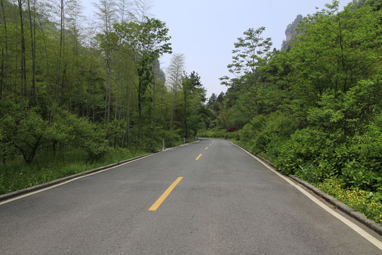 森林中的公路