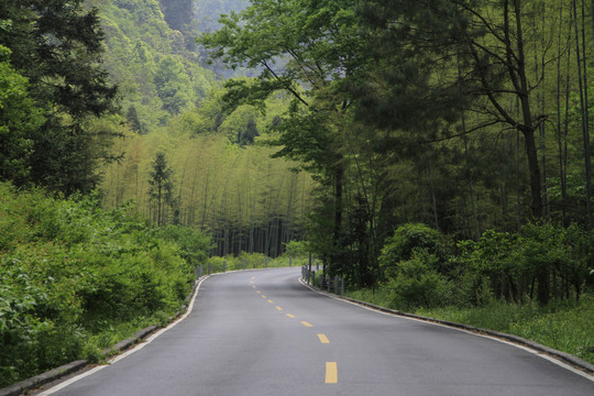 森林中的公路