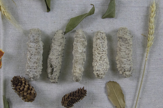 海参干货