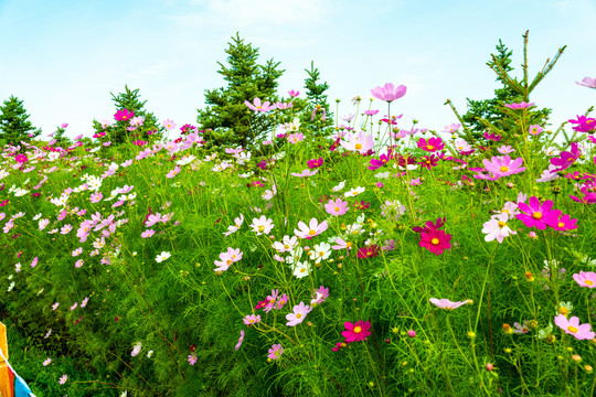 格桑花