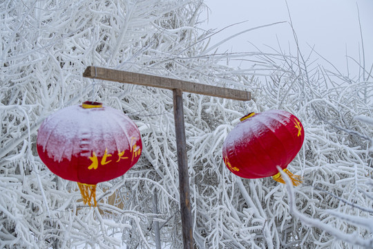 冰天雪地丹顶鹤