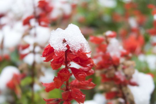 雪中的一串红