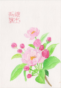 茉莉花朵水彩手绘