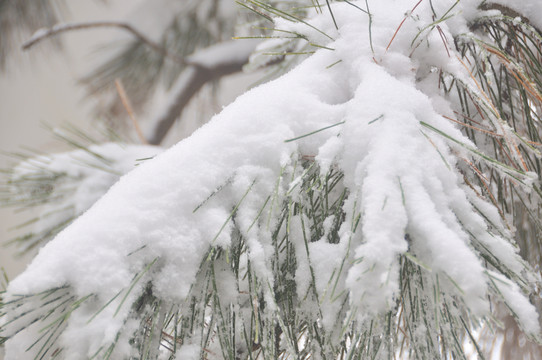 白雪压树枝