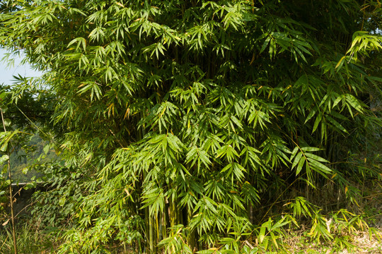 庭院绿化观赏植物绿色的竹子