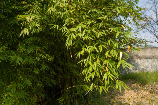 庭院绿化观赏植物绿色的竹子