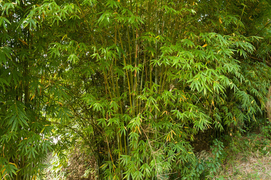 庭院绿化观赏植物绿色的竹子