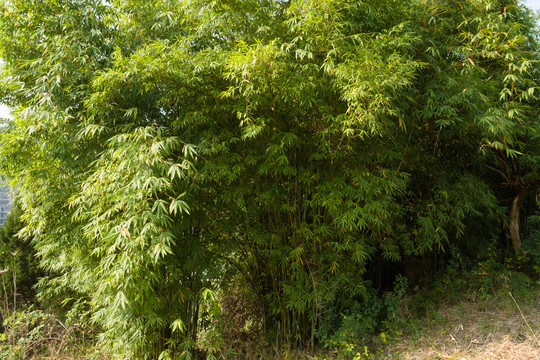 庭院绿化观赏植物绿色的竹子