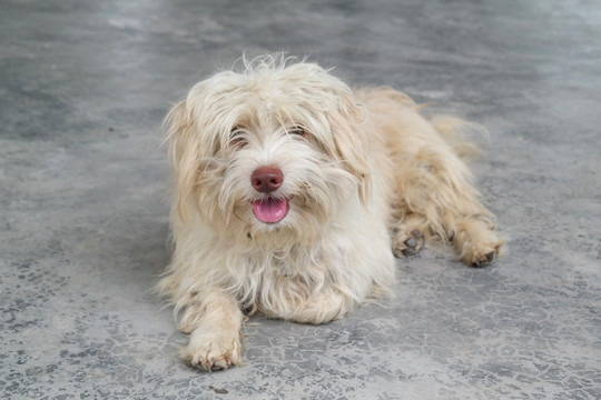 哈瓦那犬宠物狗