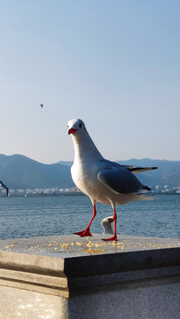 海鸥