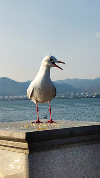 海鸥