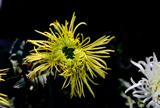 菊花