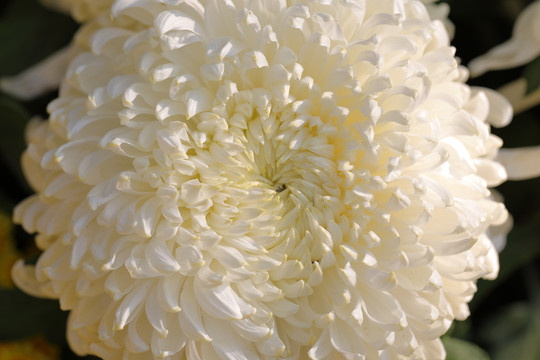 菊花