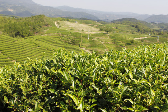 茶叶特写