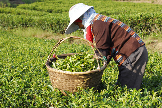 茶山采茶