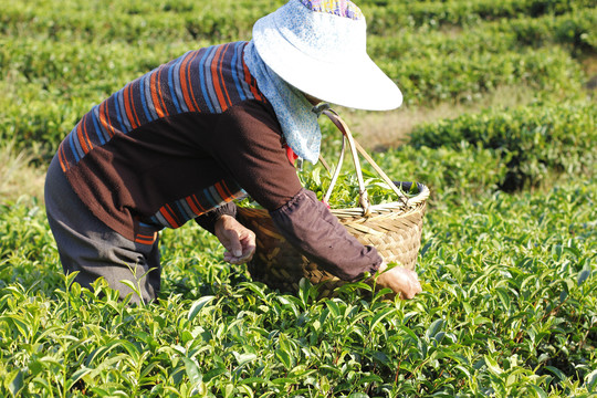 茶山采茶