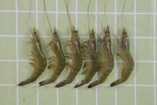 对虾