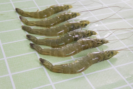 对虾