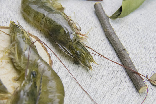 对虾特写