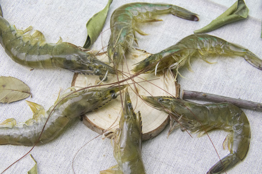 对虾特写