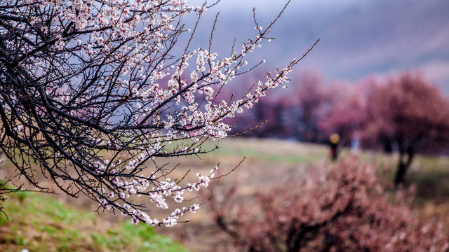 山花绽放