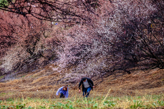 山花