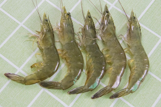 新鲜对虾