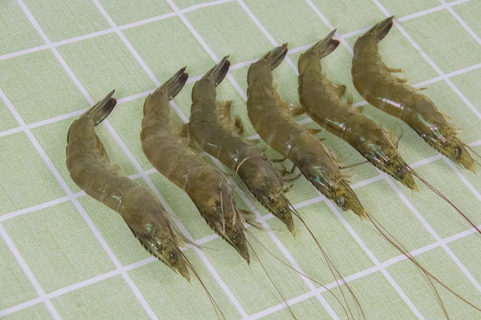 新鲜对虾