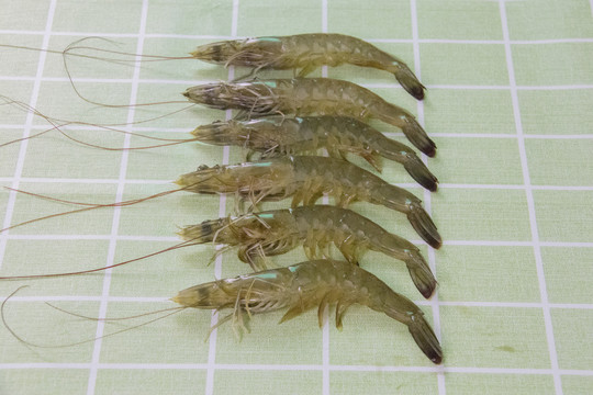 新鲜对虾