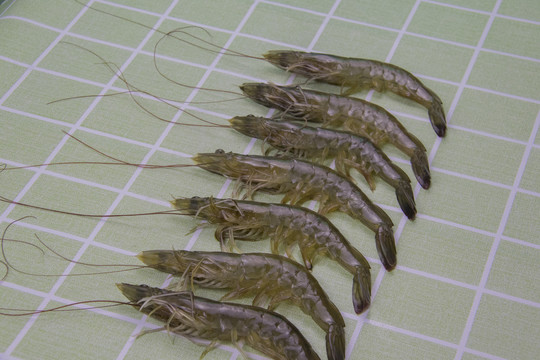 新鲜对虾