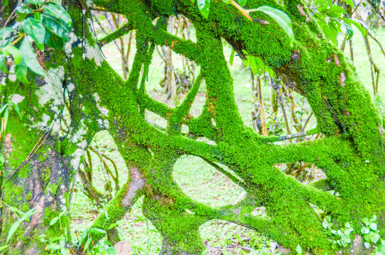 树干苔藓