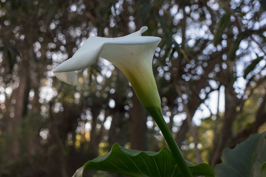 野百合花