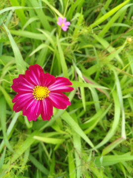 波斯菊