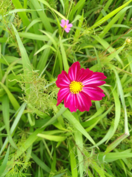 波斯菊