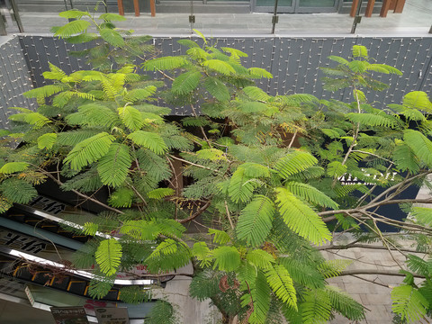 花卉