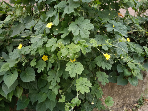 花卉