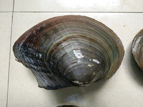 河螃