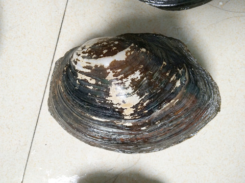 河螃