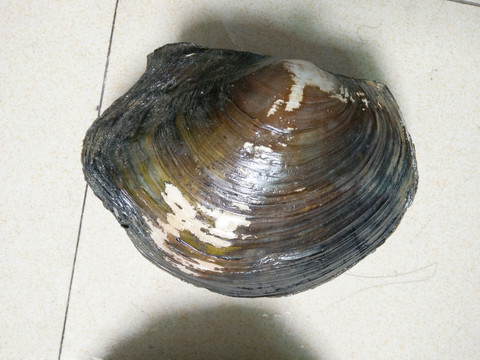 河螃