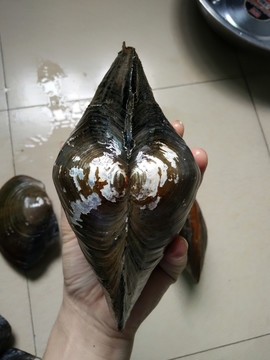 河螃