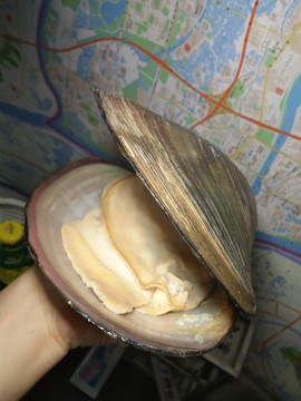 河螃