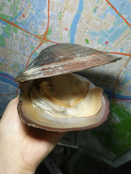 河螃