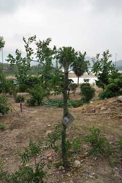 野枣树