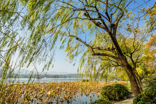 杭州西湖柳树秋景